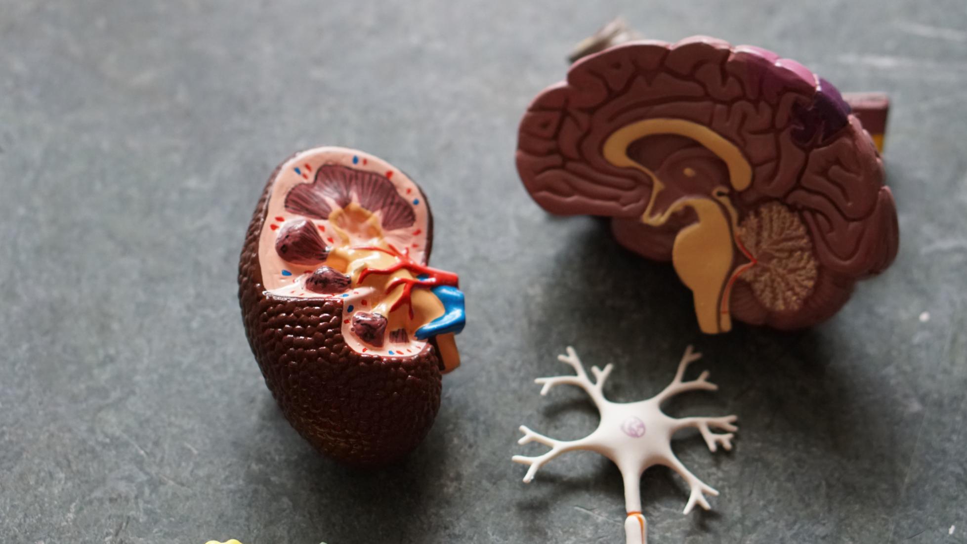 maqueta-organos-enfermedades-degenerativas